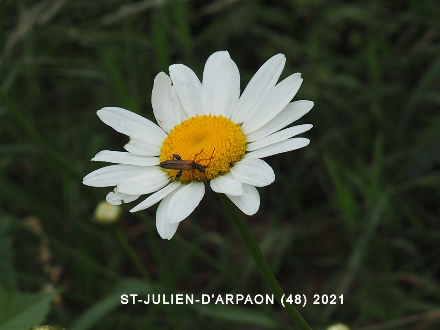 Ox-eye daisy, (bluish) flower